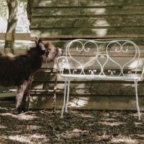 1900 Bench Clay Grey